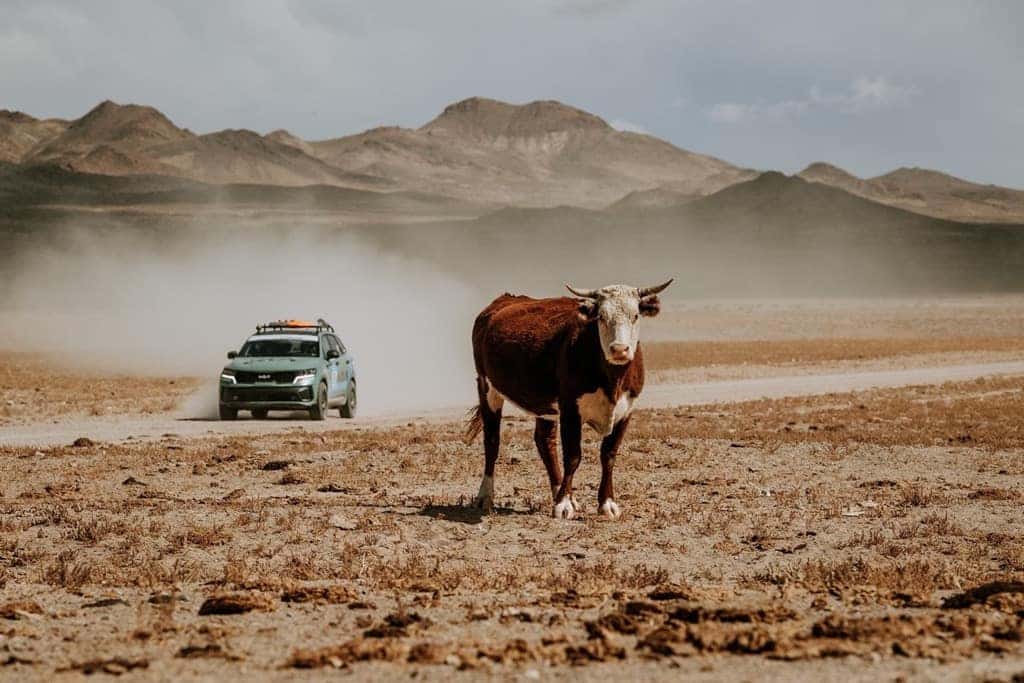 Rebelle Rally 2022 Kia Sorento PHEV bull in the desert