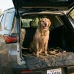 2026 Chevrolet Traverse cargo area with a dog and protective cargo liner at an Auburn, CA foothill trailhead
