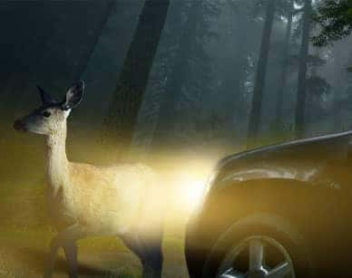 Deer-Hit-Specialists-CTA-car