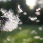 Dandelion Photo for Mike Ward Alfa Romeo of South Denver